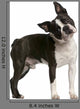 Boston Terrier 1 Year Wall Decal
