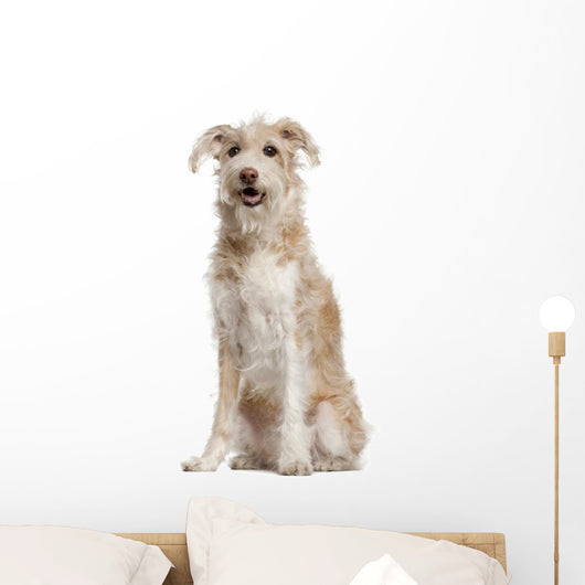 Mixed-breed Dog 14 Years Wall Decal