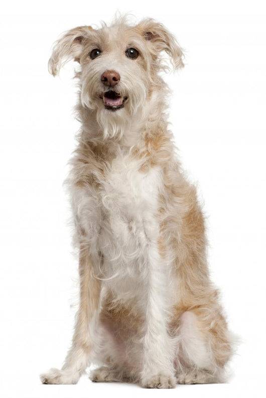 Mixed-breed Dog 14 Years Wall Decal