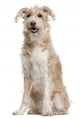 Mixed-breed Dog 14 Years Wall Decal