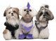Three Shih Tzus Dressed up Wall Decal