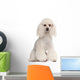 Poodle 2 Years Old Wall Decal