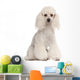 Poodle 2 Years Old Wall Decal