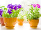 Flowers Wall Decal Design 2