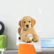 Golden Retriever Puppy with Wall Decal