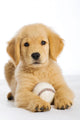 Golden Retriever Puppy with Wall Decal