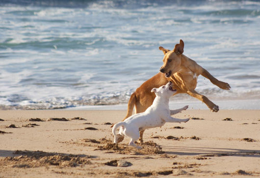 Dogs Playing Beach Wall Decal