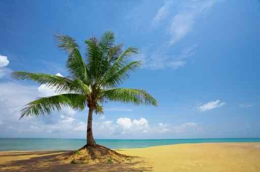 Palm Hill Wall Decal