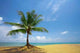 Palm Hill Wall Decal