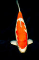 Kohaku Koi Wall Decal