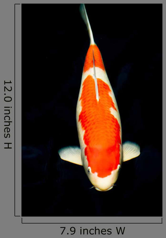 Kohaku Koi Wall Decal