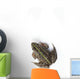 Tokyo Daruma Pond Frog Wall Decal
