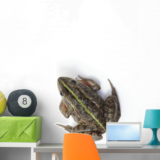Tokyo Daruma Pond Frog Wall Decal