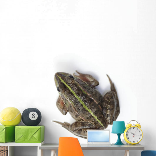 Tokyo Daruma Pond Frog Wall Decal