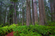 Redwoods Wall Decal