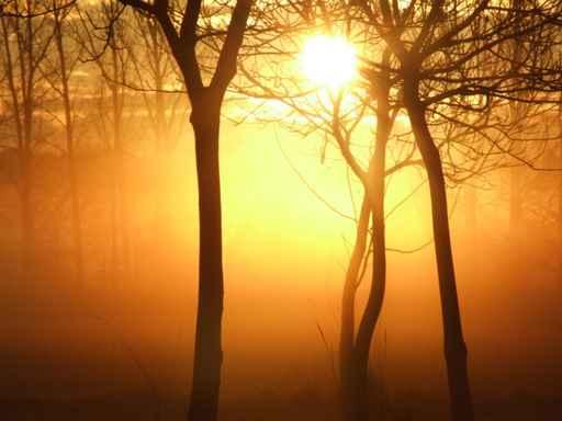Sunrise Misty Morning Wall Decal