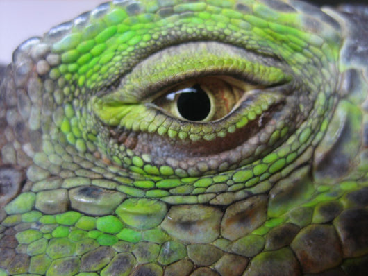 Oeil Iguane Wall Decal