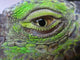 Oeil Iguane Wall Decal