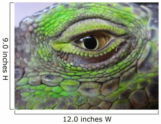Oeil Iguane Wall Decal