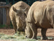 Rhinos Wall Decal