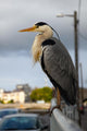 Grey Heron Wall Decal