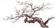 Cherry Tree Wall Decal