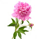 Pink Peony Wall Decal