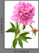 Pink Peony Wall Decal