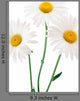 Daisy Wall Decal