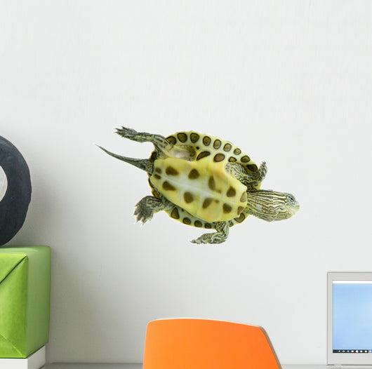 Tortue Ocadia Sinensis Wall Decal