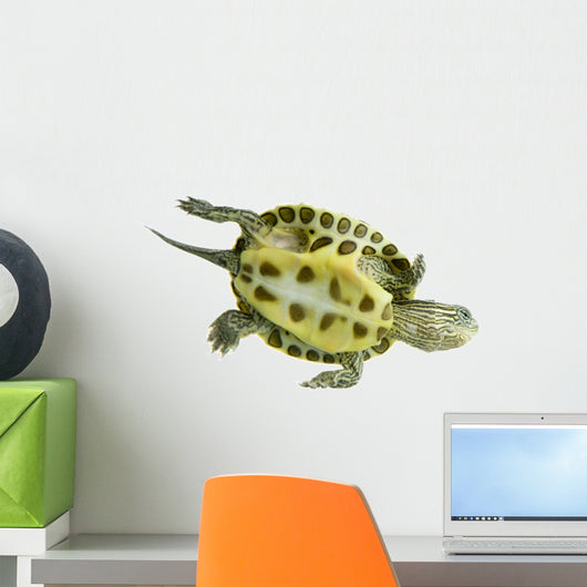 Tortue Ocadia Sinensis Wall Decal