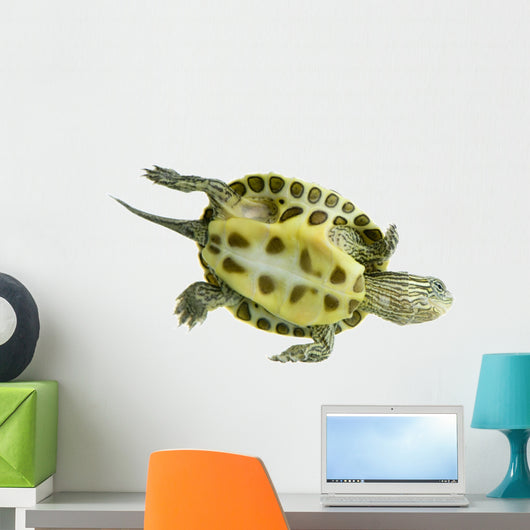 Tortue Ocadia Sinensis Wall Decal