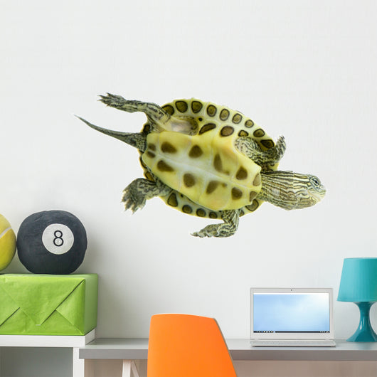 Tortue Ocadia Sinensis Wall Decal