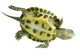 Tortue Ocadia Sinensis Wall Decal