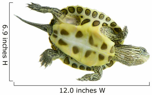 Tortue Ocadia Sinensis Wall Decal