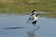 American Avocet Landing Wall Decal