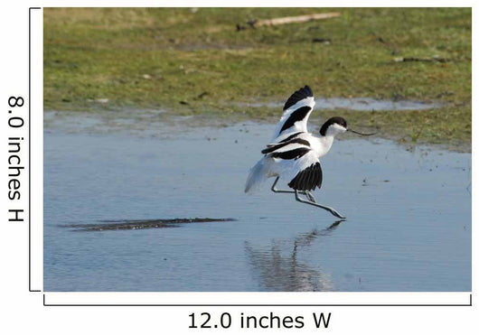 American Avocet Landing Wall Decal