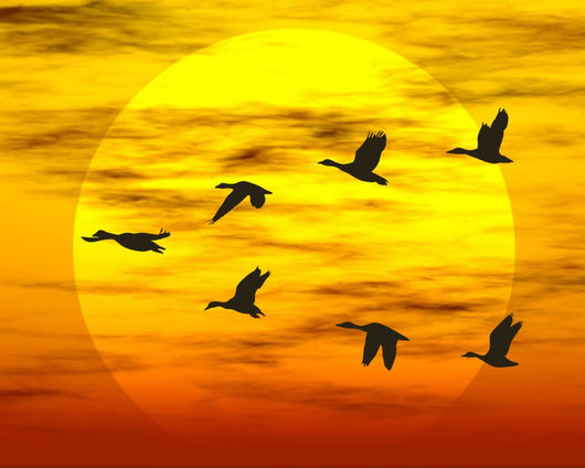 Flying Ducks Wall Decal