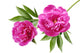 Peony Wall Decal