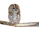 Perched Owl Wall Decal