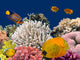 Underwater Life Hard-coral Reef Wall Decal
