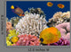 Underwater Life Hard-coral Reef Wall Decal