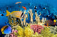 Butterfly Fish Coral Reef Wall Decal