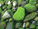 Moss Rocks Wall Decal