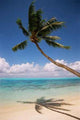 Palm Tree Bora Bora Wall Decal