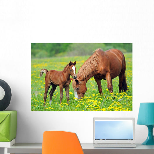 Horse and Colt in a Field Wall Decal