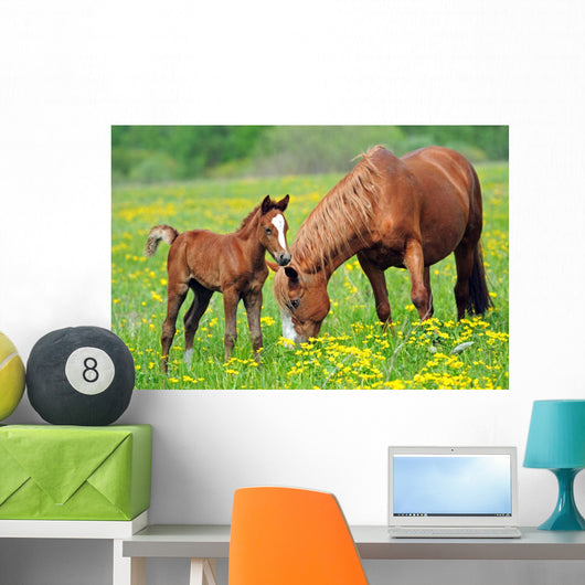 Horse and Colt in a Field Wall Decal