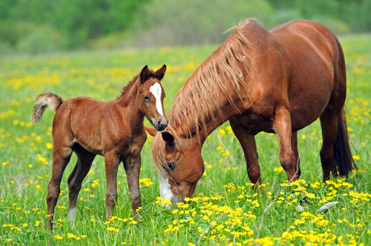 Horse and Colt in a Field Wall Decal