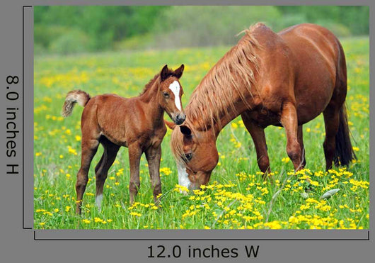 Horse and Colt in a Field Wall Decal