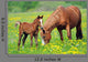 Horse and Colt in a Field Wall Decal